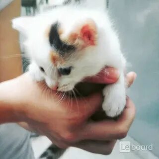Взять котенка в добрые руки в волгограде