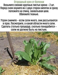 Листья хрена применение