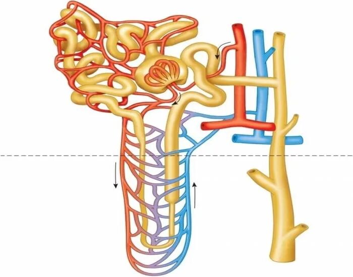 Капсулы нефронов находятся в мозговом. Строение нефрона. Нефрон почки. Кровоснабж нефрона. Почка нефрон 8кл.