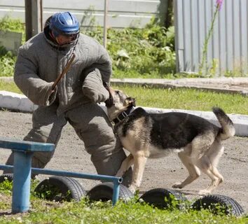 Соревнования собак это