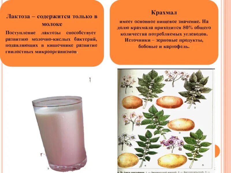 Содержится ли в молоке лактоза. Лактоза содержится в. где содержится лактоза список продуктов. лактаза в каких продуктах содердится. продукты содержащие лактозу.