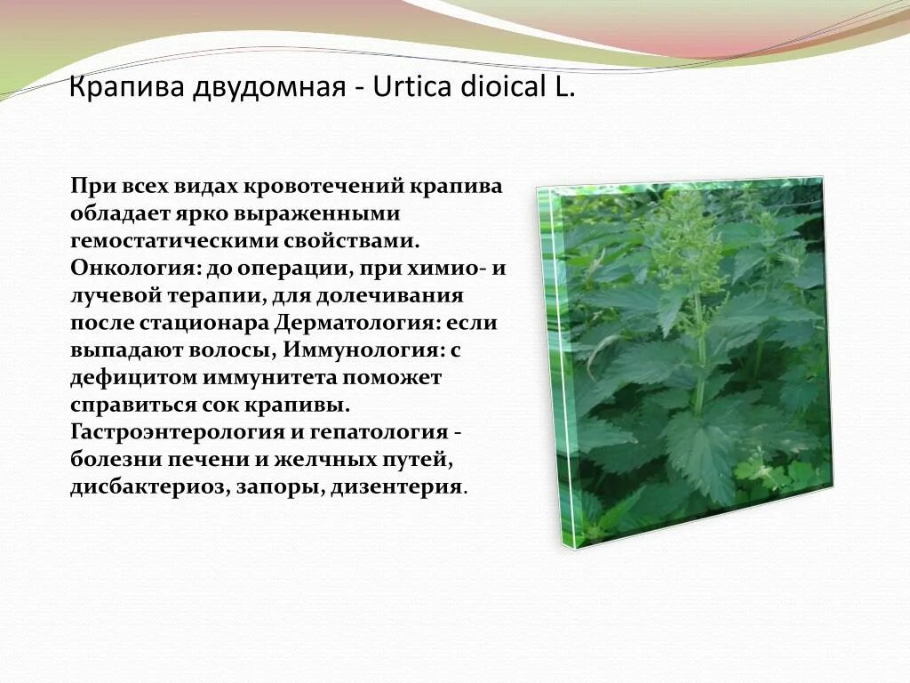 Крапива обитание. Крапива двудомная гербарий. Крапива двудомная (Urtica dioica). Крапива двудомная местообитание. Крапива при кровотечениях.