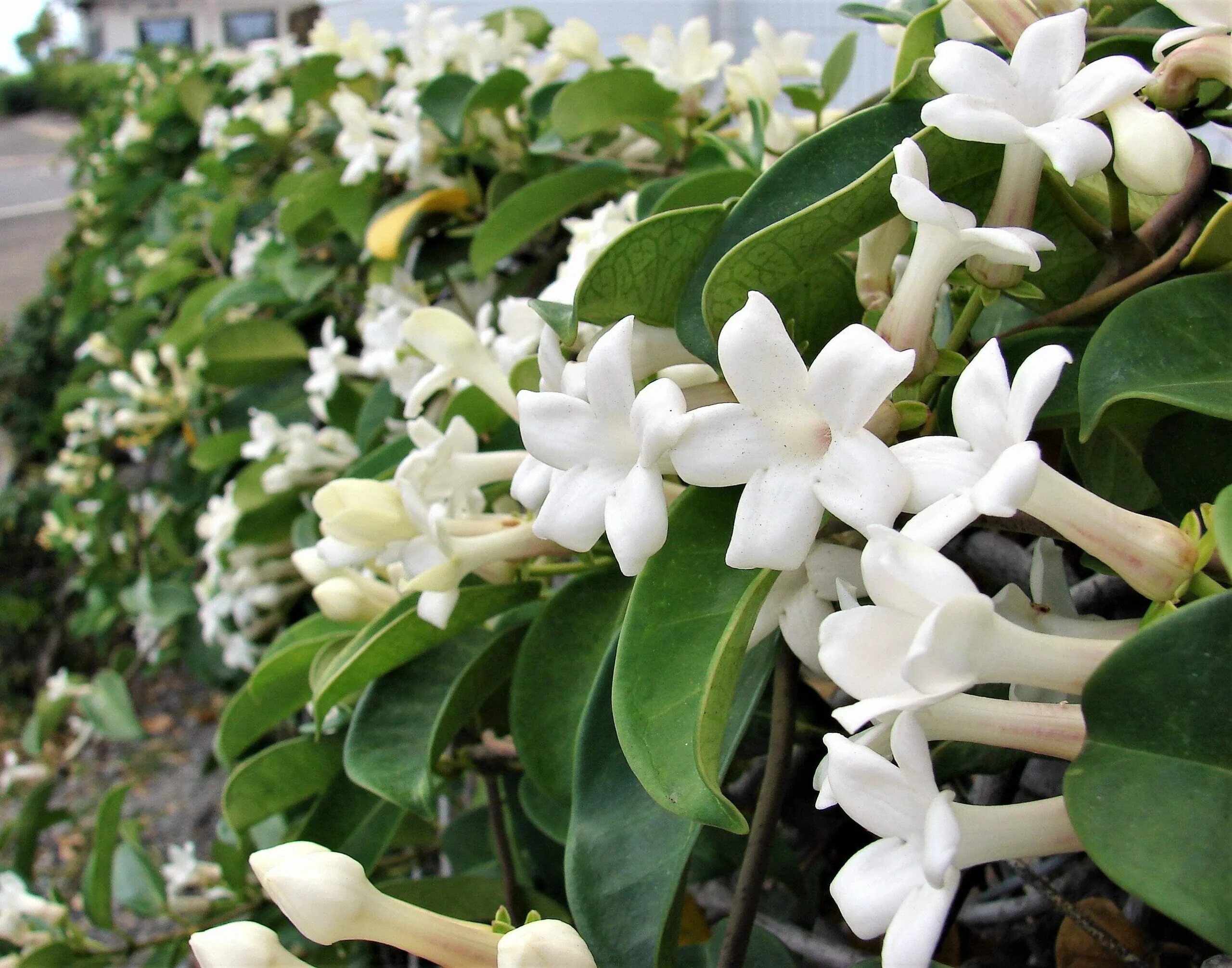 Стефанотис мадагаскарский. Стефанотис stephanotis