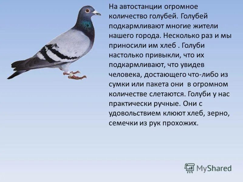 Что означает голубь в окне. Приметы про голубей. Белый голубь примета. Голубь прилетел. Голубь к чему прилетает.