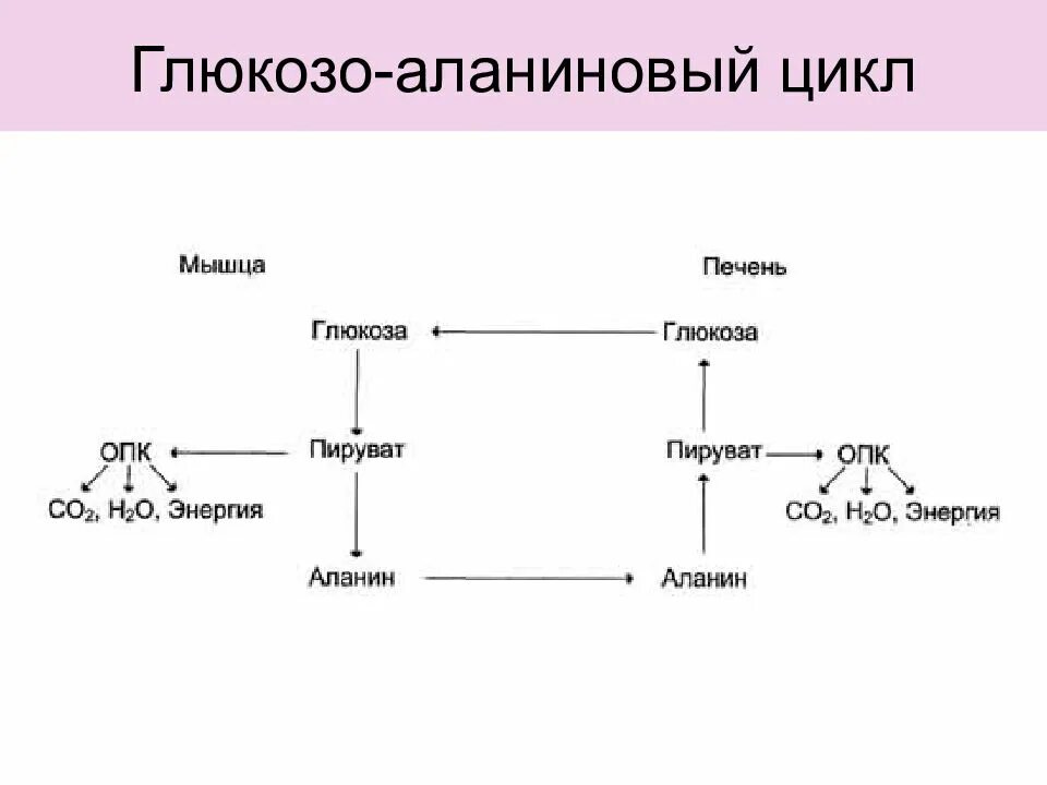 Образования глюкозы в печени. Схема глюкозо аланинового цикла биохимия. Схема глюкозо-аланинового цикла. Изобразите схему глюкозо-аланинового цикла. Глюкозо-лактатный и глюкозо-аланиновый циклы.