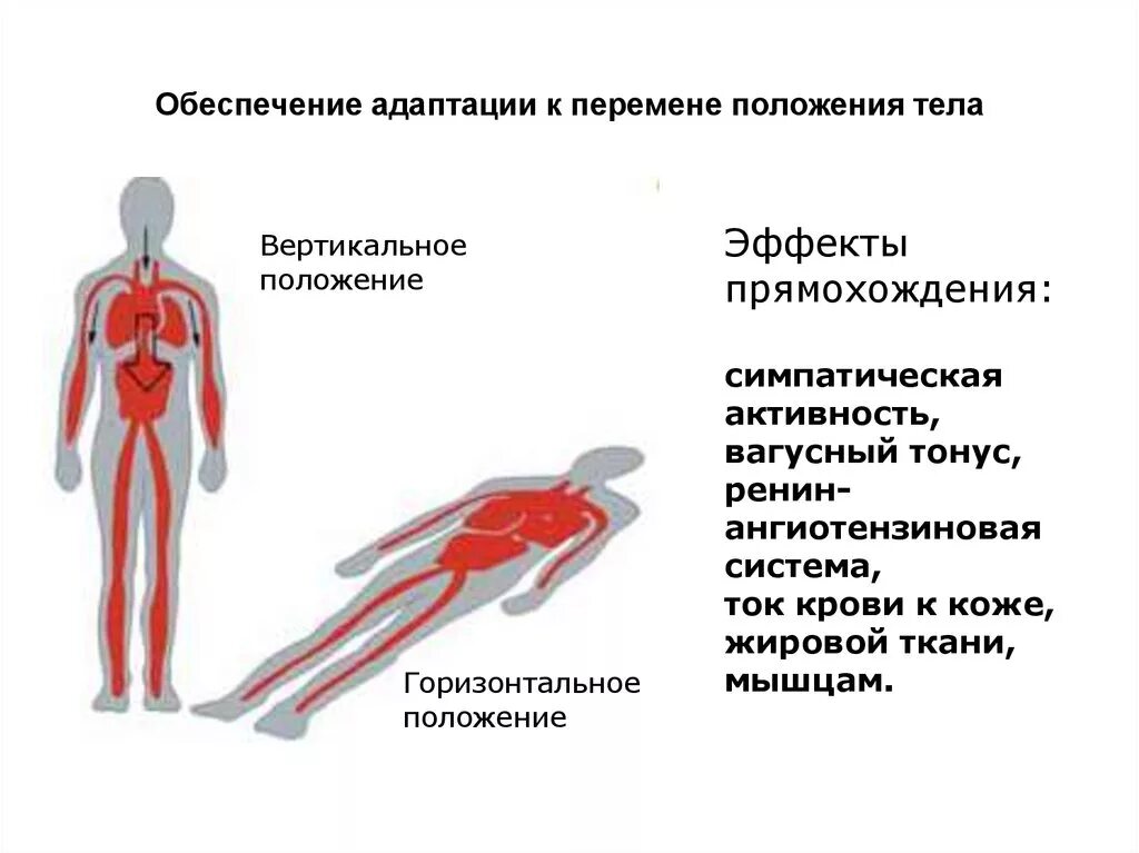 Вертикальное положение тела. Горизонтальное положение тела. Гори зонтальнон оложение. Горизонтальное и вертикальное положение.