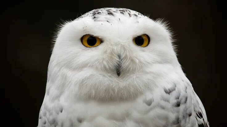 Как выглядит белый филин "White owl on a branch" image created in Shedevrum