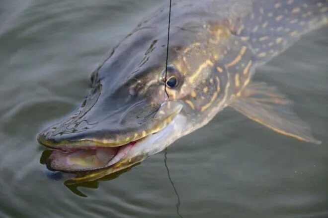 Щука. Большая щука в воде. Большая щука в воде. Рыба щука esox lucius. Щука.