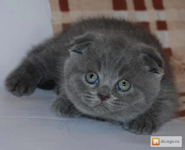 шотландская кошка 1 год. шотландская кошка 1 год. шотландская кошка скоттиш фолд. шотландская кошка 1 год. помесь шотландца и британца котенок.