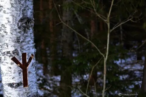 Волшебная береза
