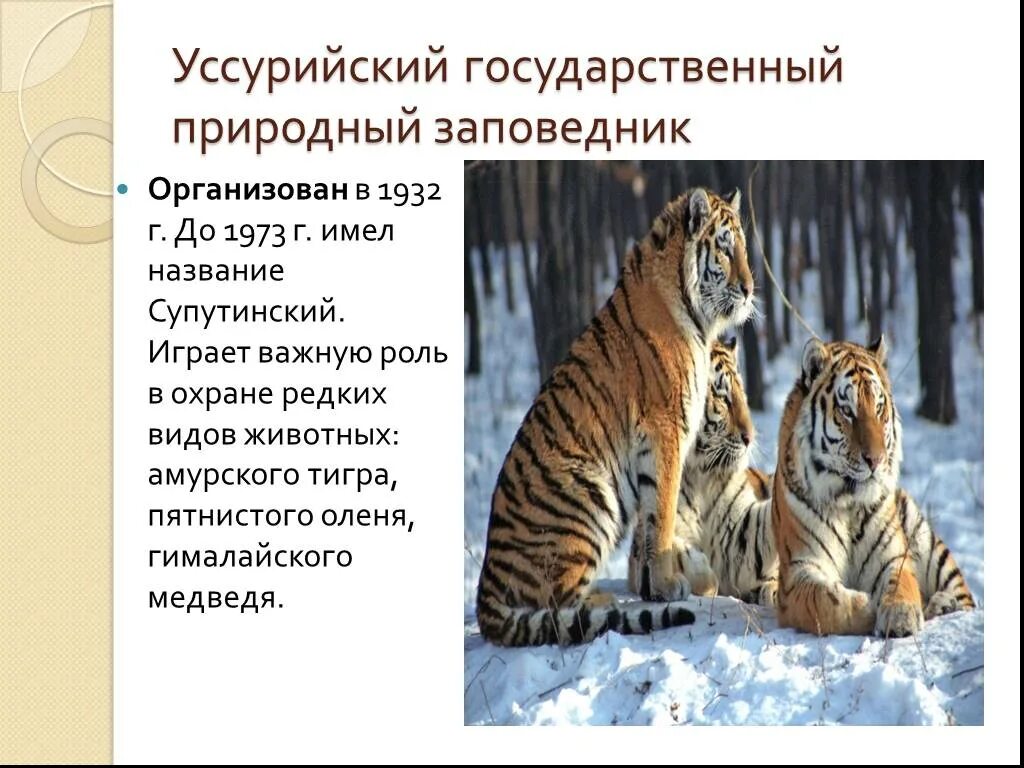 Доклад о заповеднике. Уссурийский тигр презентация. Заповедники России 4 класс окружающий мир. Сообщение о Уссурийском заповеднике.