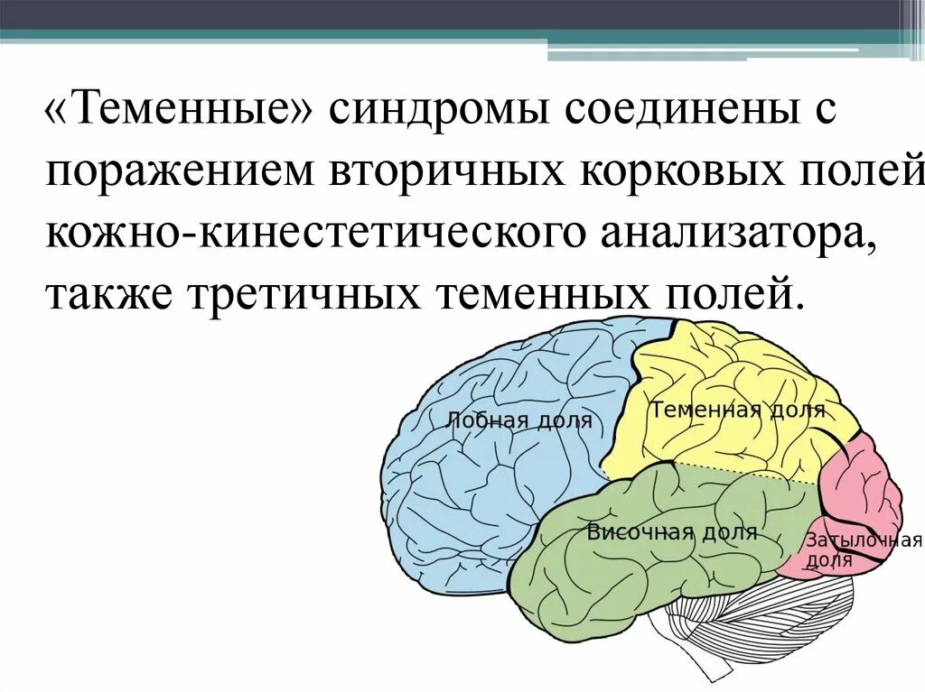 Центры в теменной доле. Синдромы поражения теменной области мозга. Синдром поражения теменной доли головного мозга.. Корковые нейропсихологические синдромы.