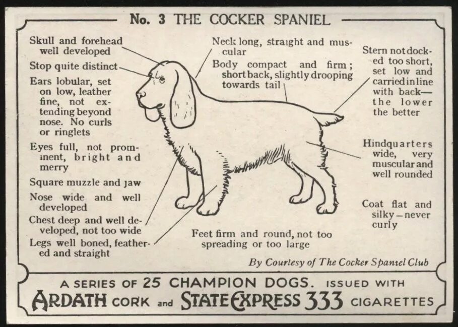 Сколько весит щенок спаниеля. Спаниель Размеры. Схема стрижки английского кокер спаниеля. Русский спаниель рост в холке. Обхват шеи английского кокер спаниеля.