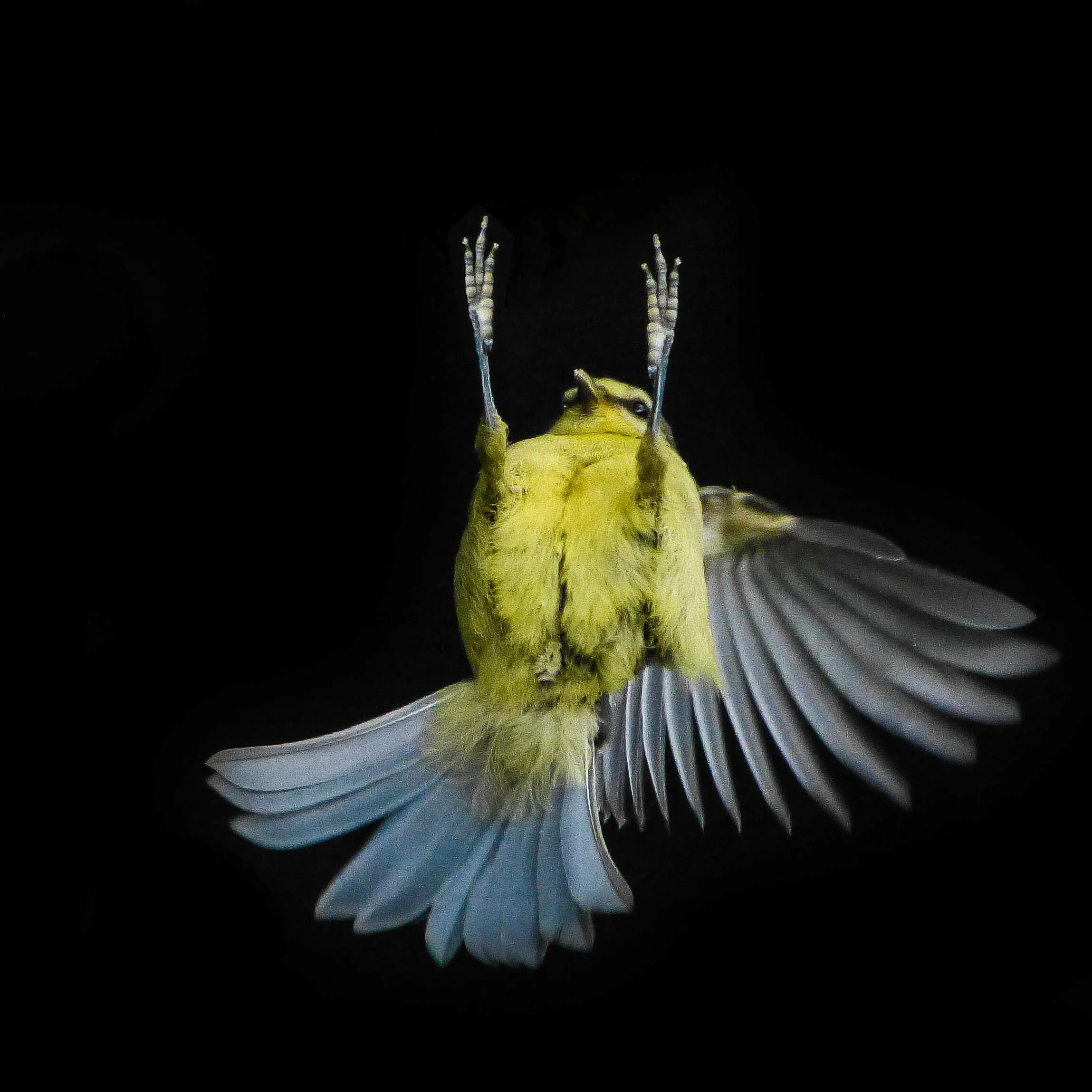 Falling bird. Падающая птица. Упавшая птица. Птичка падает. Птица падает вниз.