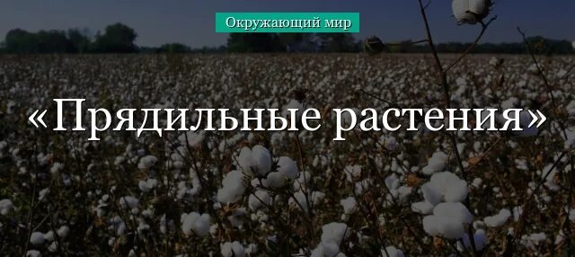 Прядильные культуры список 2 класс - TouristMaps.ru