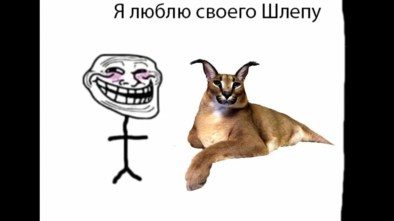 Шлеп магазин. Шлёпа мем. кот шлепа мем. шлепа с пельменем кот. картинка мема шлёпа.