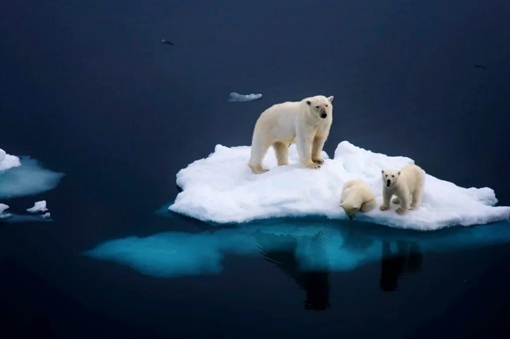 белый медведь на айсберге. северный ледовитый океан белый медведь. северный ледовитый океан полярный медведь. северный ледовитый океан белый медведь. медведь в ледовитом океане.