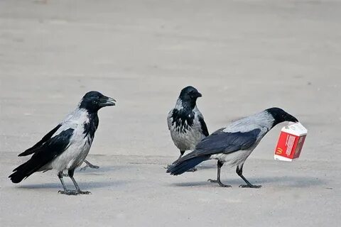 Почему вороны воруют