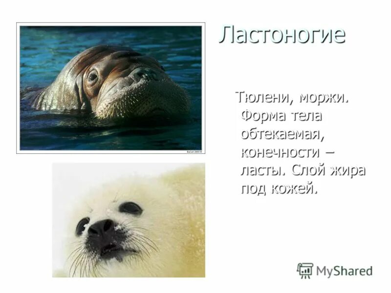 морской слон антарктиды. семейство ластоногих млекопитающих. отряд ластоногие хоботные хищные таблица. представители ластоногих 7 класс. загадка про тюленя.