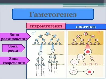 Установите соответствие между признаком гаметогенеза