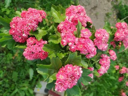 Боярышник декоративный пауль