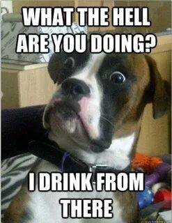 What is the dog doing