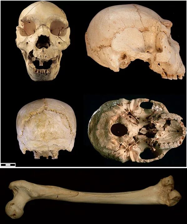 Останки неандертальца были обнаружены. Человек прямоходящий (homo erectus). Реконструкция облика древних людей. Пещера брюникель неандертальцы. Палеоантроп( неандерталец) череп.