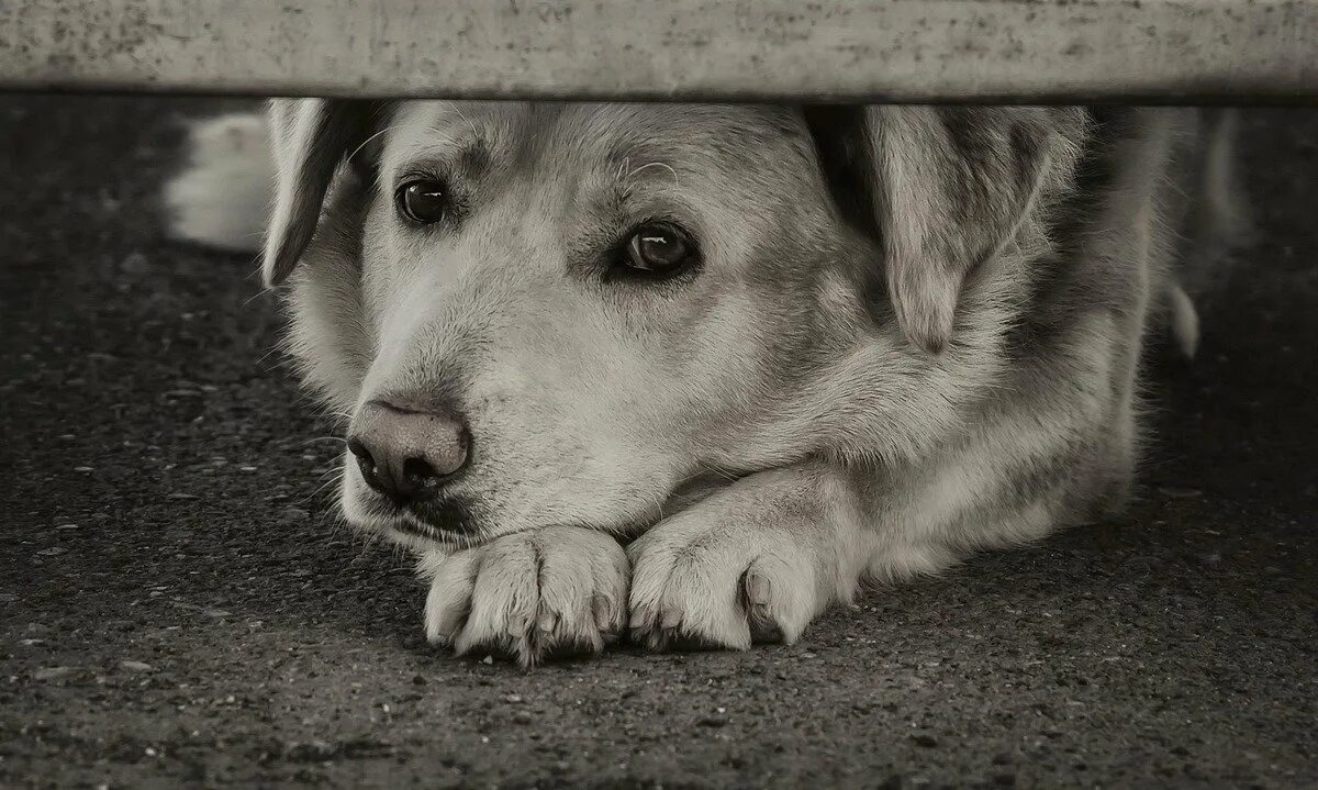 милые собаки. хатико грусть. простые собаки. собака ест траву. сибирский хатико.
