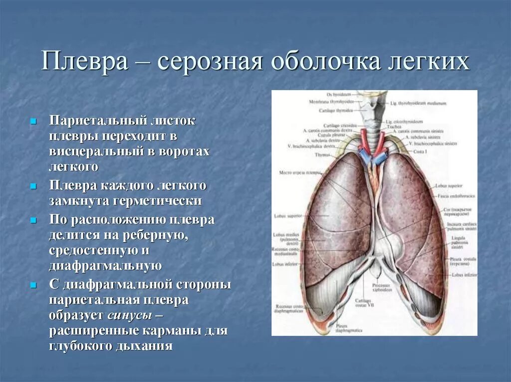 Плевра строение листки. Строение лёгких легочная плевра. Висцеральный и париетальный листок плевры. Париетальная плевра.