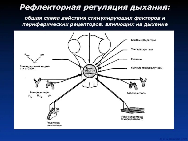 Дыхание подчиняется