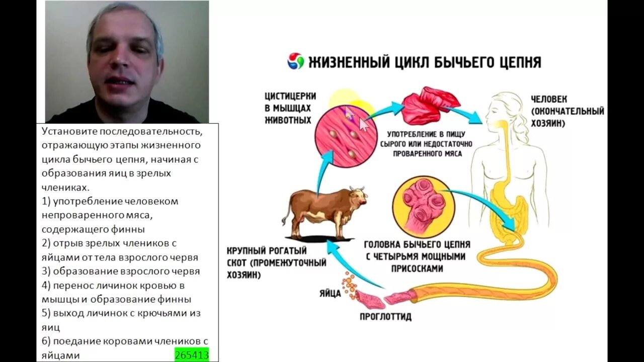 Жизненный цикл бычьего цепня начиная с яиц