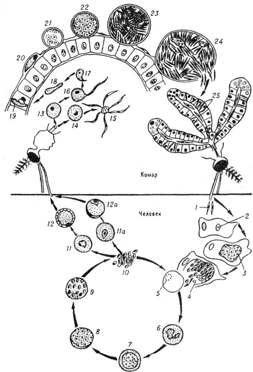 Строение плазмодия малярии. Жизненный цикл малярийного плазмодия схема. Строение клетки малярийного плазмоида. Малярийный плазмодий строение. Малярия цикл развития малярийного плазмодия