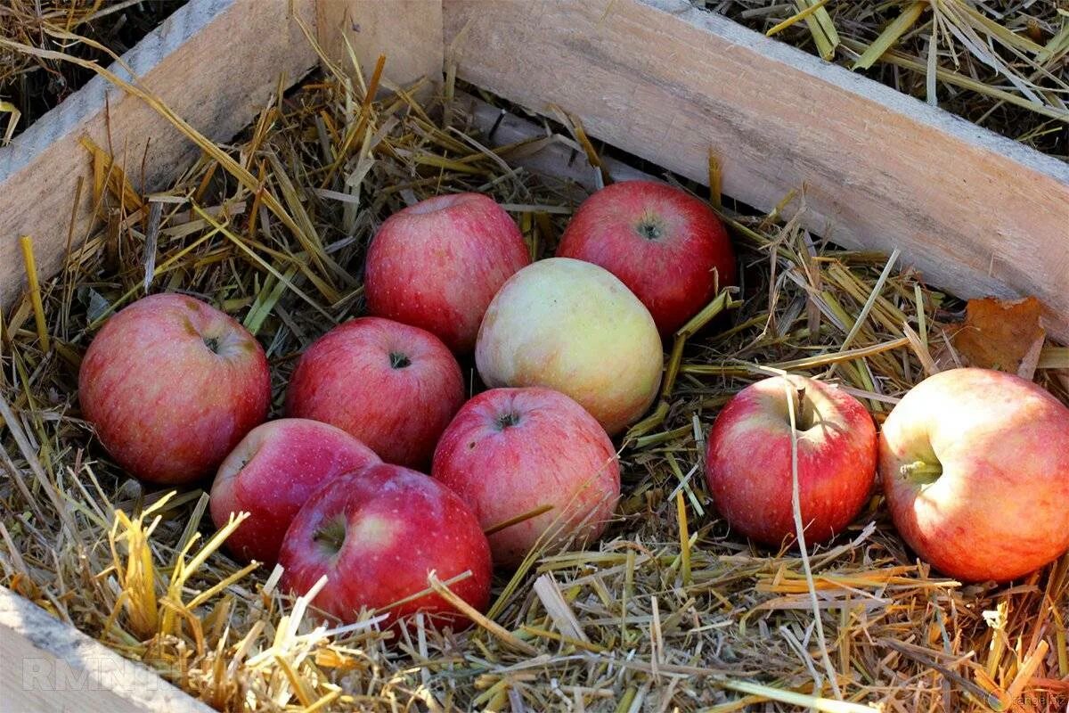 Определить сорт. Сорт яблонь южноуральская. сорта яблок фото с названием. яблоки на сене. яблоки богатырь.