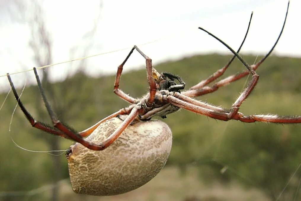 Паук 1 8. Nephila inaurata. нефила желтоногая паук. паук 1. тенетные пауки из рода нефилы.