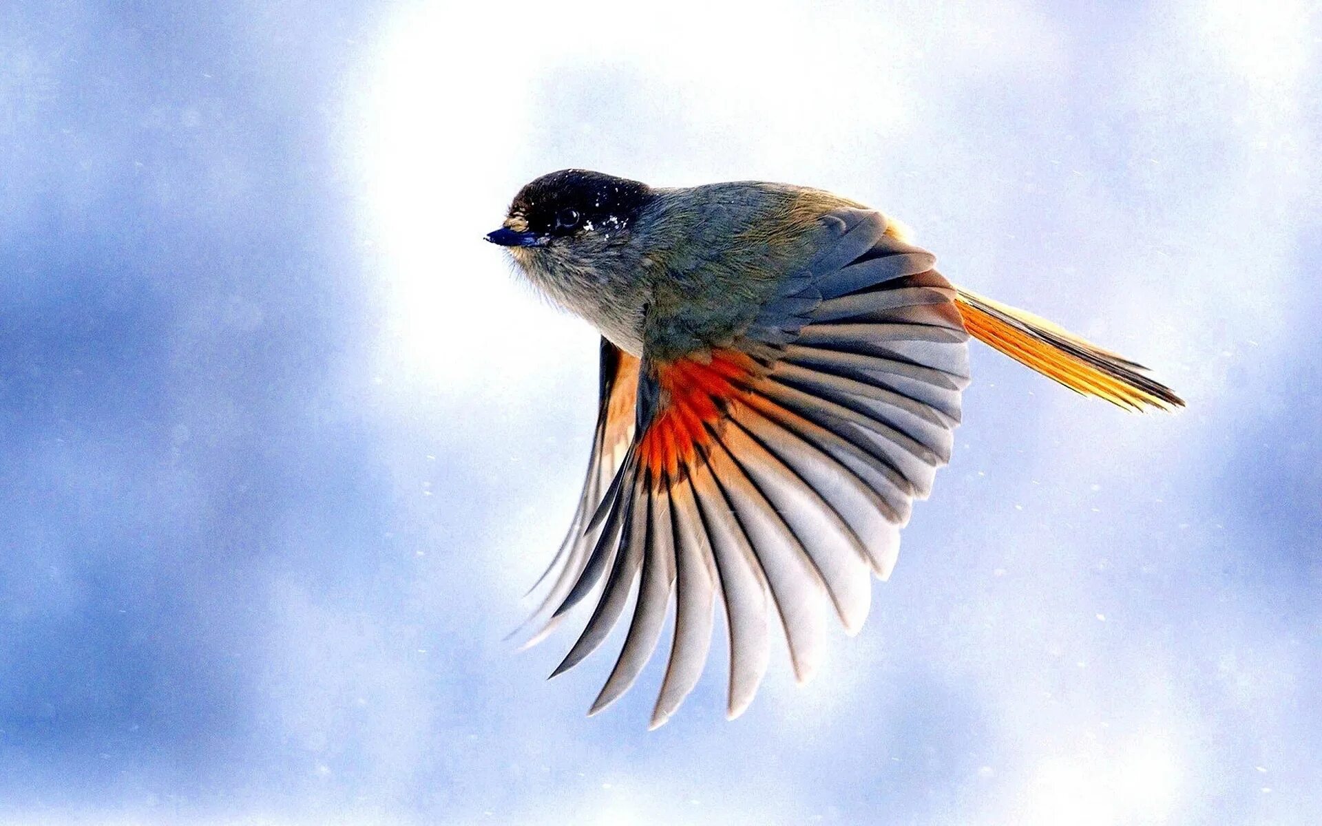 Птица в р п. Птица сойка крымская. Оранжевая птица. Певчий сородич вьюрка 7 букв. Птицы картинки.