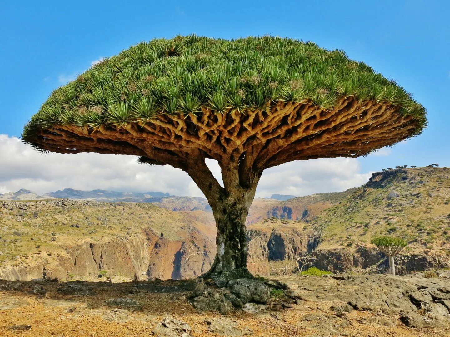 Centuries trees. Centuries trees