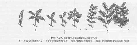 Простой и сложный размер