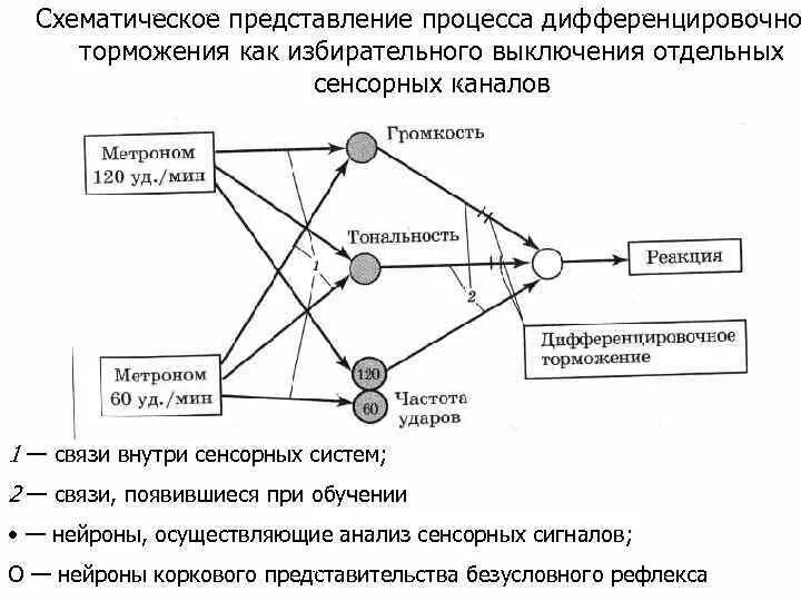 Устойчивое упрощенное схематичное представление о чем либо. Пространственное преобразование сигналов физиология. схематическое представление. механизм передачи преобразование сигналов сенсорной системе.