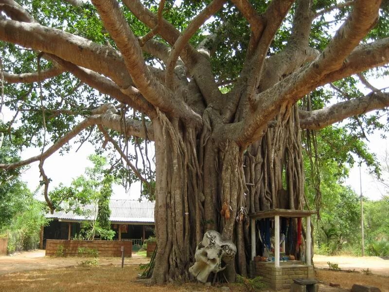 Деревья на шри ланке. Дерево Бодхи Шри Ланка. Священное дерево бо Шри Ланка. Дерево Будды Баньян. Фикусы Шри Ланки.
