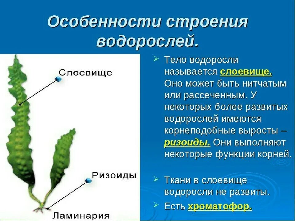 Вывод водорослей. Строение слоевища ламинарии. Строение таллома ламинарии. Строение многоклеточной ламинарии. Особенности строения водорослей 5 класс.