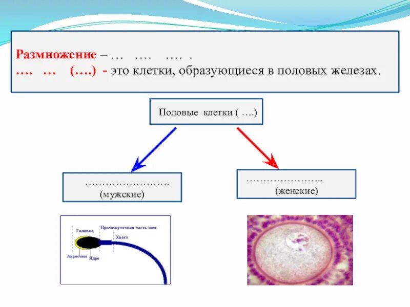 Мужские половые клетки образуют. Половые клетки. Половые железы и половые клетки. Мужские половые клетки вырабатываются в. Клетки образующиеся в половых железах.