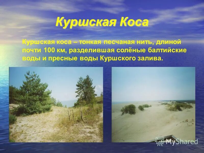 Сообщение про куршскую косу. Сообщение про куршскую косу