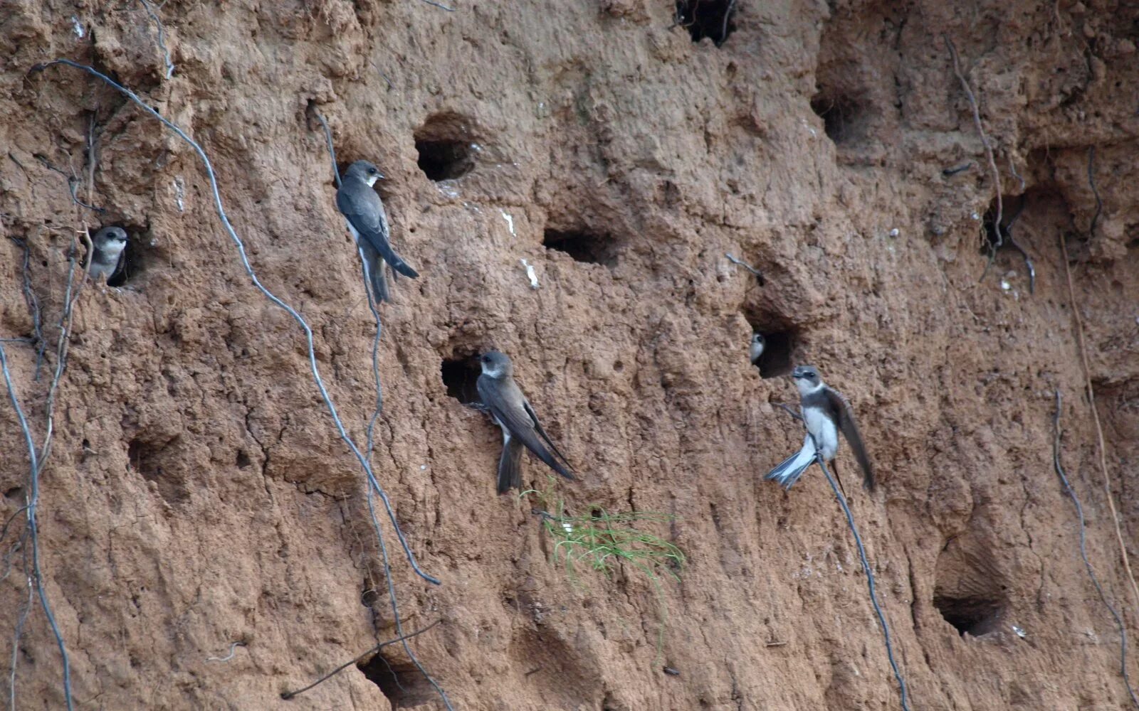 ласточкины гнезда береговушка. гнездо ласточки береговушки. гнездо в обрыве. норки ласточек береговушек. ласточкины гнезда в береговом обрыве.