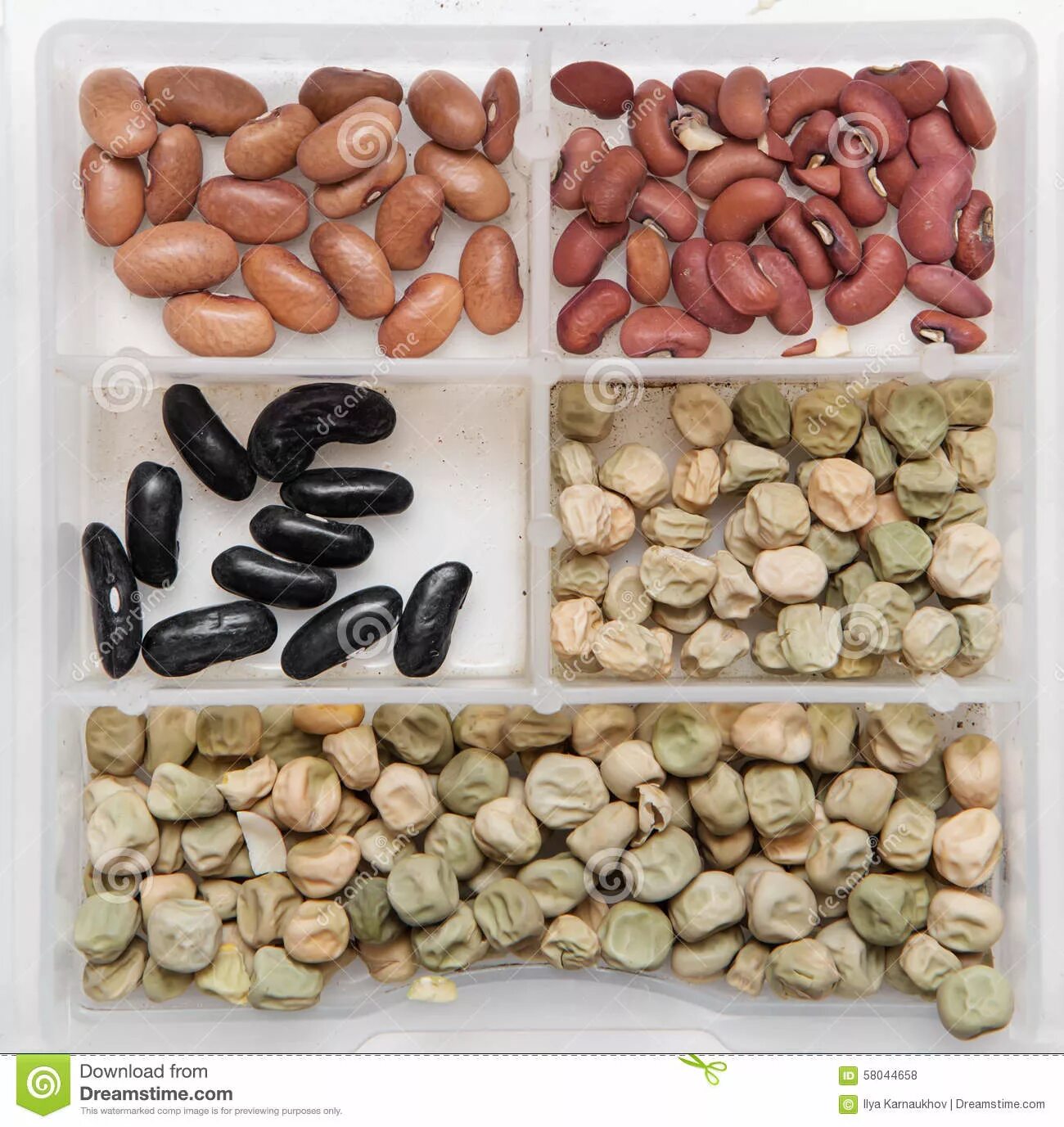 Семена бобовых содержат много. Семена бобовых. Семена бобовых семена. Коричневые бобовые семена. Волшебные Бобы семена.
