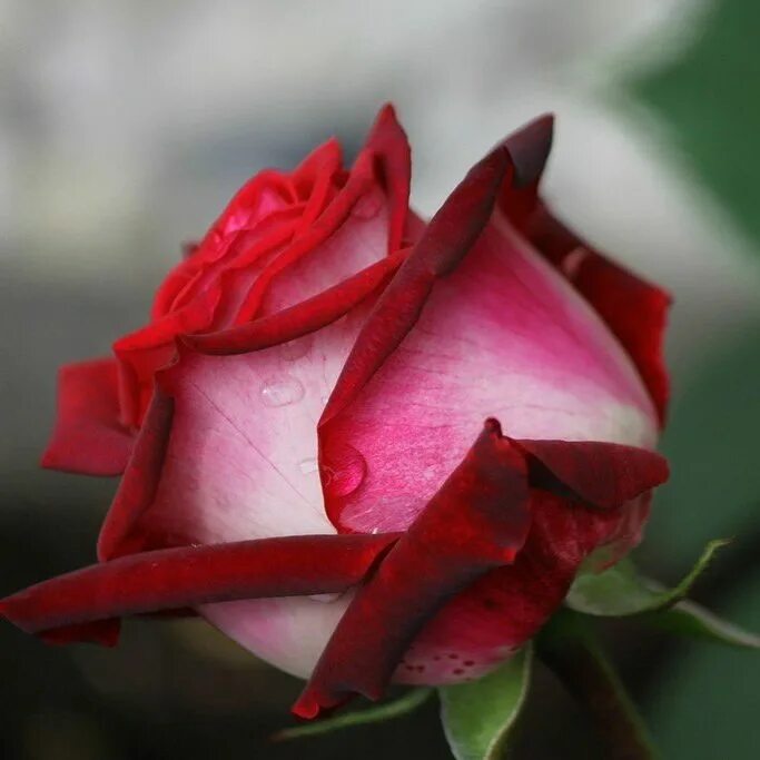 Сорт розы Осирия. Бутон розы Осирия. Розы снизу