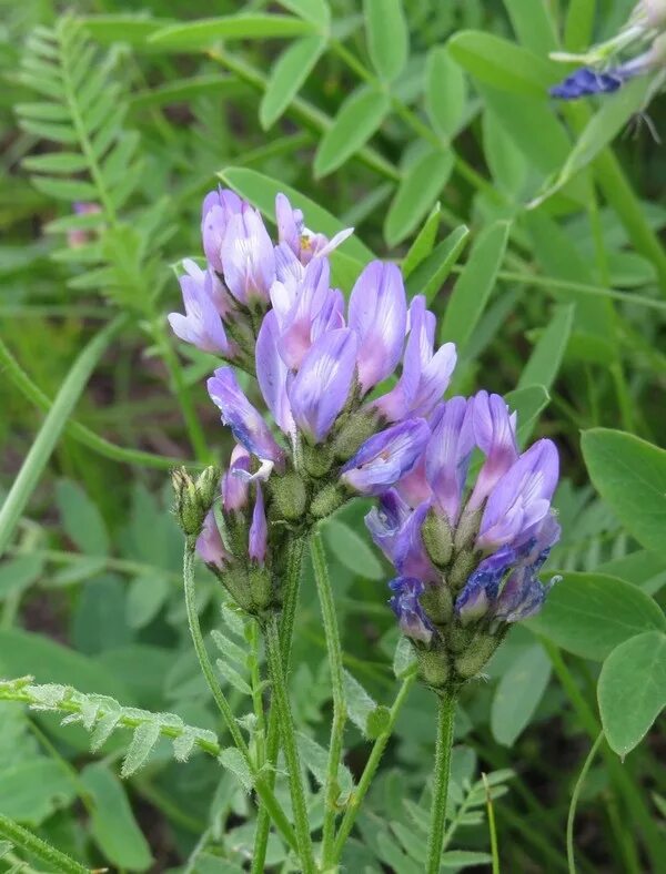 Травянистое бобовое растение. Чина болотная lathyrus palustris. Горошек vicia. Травянистое бобовое растение. Травянистое бобовое растение.