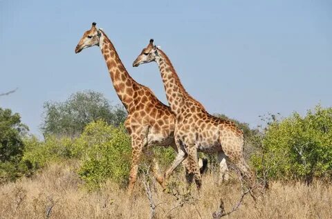 Safari romance