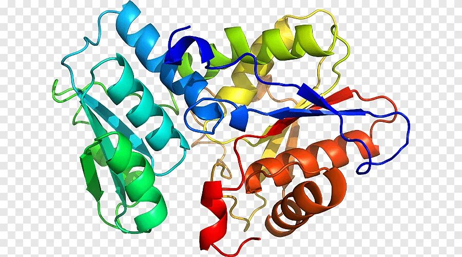 Фермент уреаза. Уреаза фермент. Молекулярная модель фермента-уреазы бактерии Helicobacter pylori. Уреаза фермент структура. Уреаза белок.