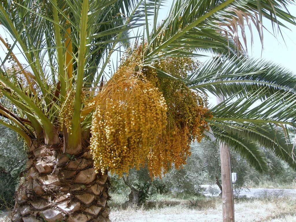 Финик canariensis. Пальма финик Канарский. Phoenix canariensis финик Канарский. Финиковая Пальма Теофраста.