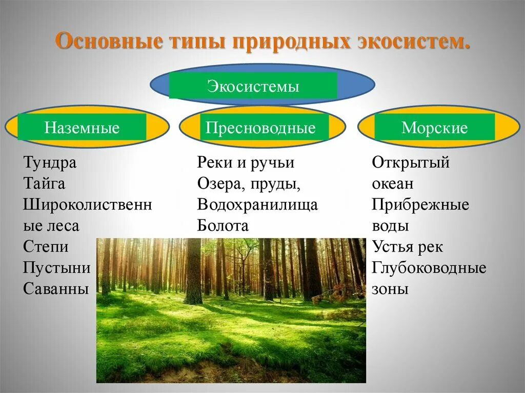 Природные экосистемы. Типы природных экосистем. Наземные экосистемы. Основные типы природных экосистем.